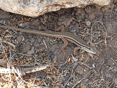 Ophisops elegans macrodactylus