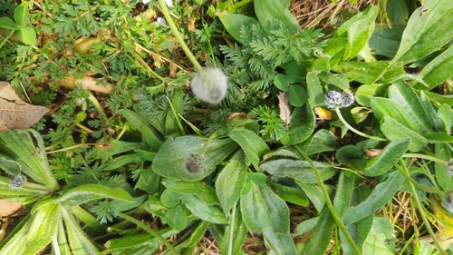 Hare's-foot Plantain