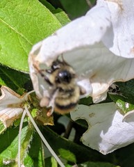 Bombus