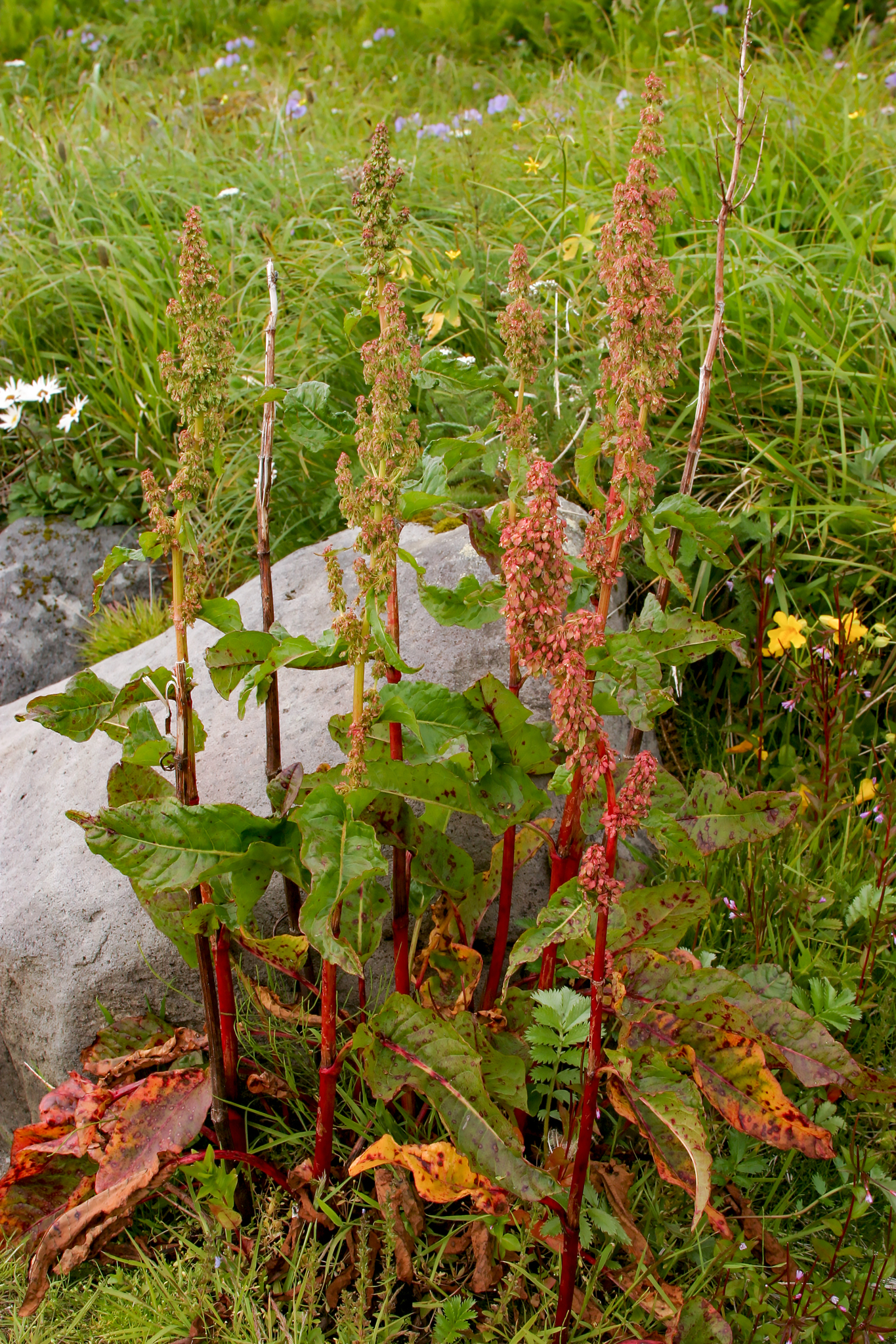 Rumex occidentalis