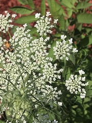 Daucus carota