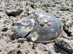 Carcinoscorpius rotundicauda