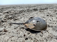 Carcinoscorpius rotundicauda