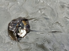 Carcinoscorpius rotundicauda