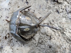 Carcinoscorpius rotundicauda