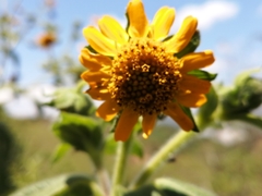 Smallanthus sonchifolius
