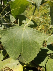 Smallanthus sonchifolius
