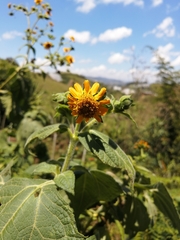 Smallanthus sonchifolius