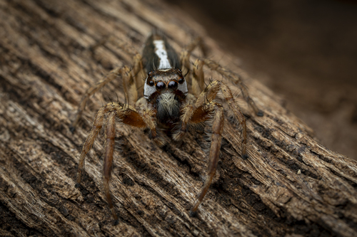 Hyllus plexippoides