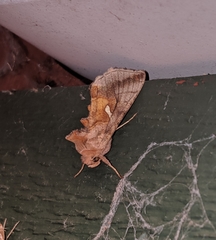 Autographa metallica