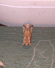 Autographa metallica