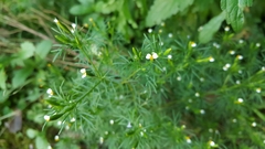 Tagetes filifolia