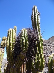 Corryocactus brevistylus
