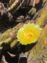 Corryocactus brevistylus