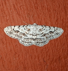 Stenoporpia pulmonaria