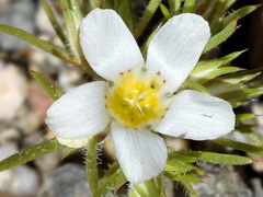 Linanthus demissus