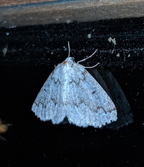 Sabulodes packardata