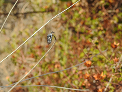 Thyreus histrionicus