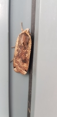 Noctua pronuba