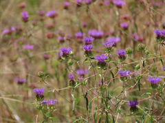 Monardella breweri lanceolata