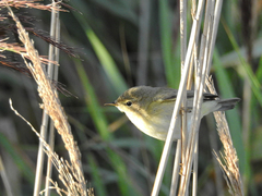 Phylloscopus ibericus