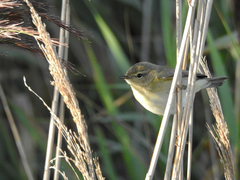 Phylloscopus ibericus