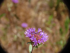 Monardella breweri lanceolata