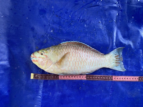 Guinean parrotfish (Scarus hoefleri) — Scaridae — 3