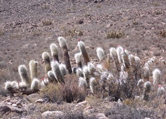 Oreocereus leucotrichus