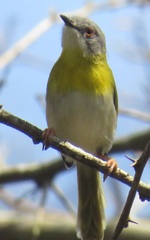 Apalis flavida neglecta