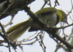 Apalis flavida neglecta