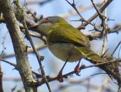 Apalis flavida neglecta
