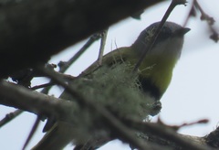 Apalis flavida neglecta