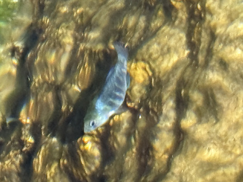 Amargosa pupfish (Cyprinodon nevadensis) — Cyprinodontidae — 3