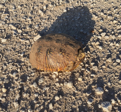 Ornate Box Turtle