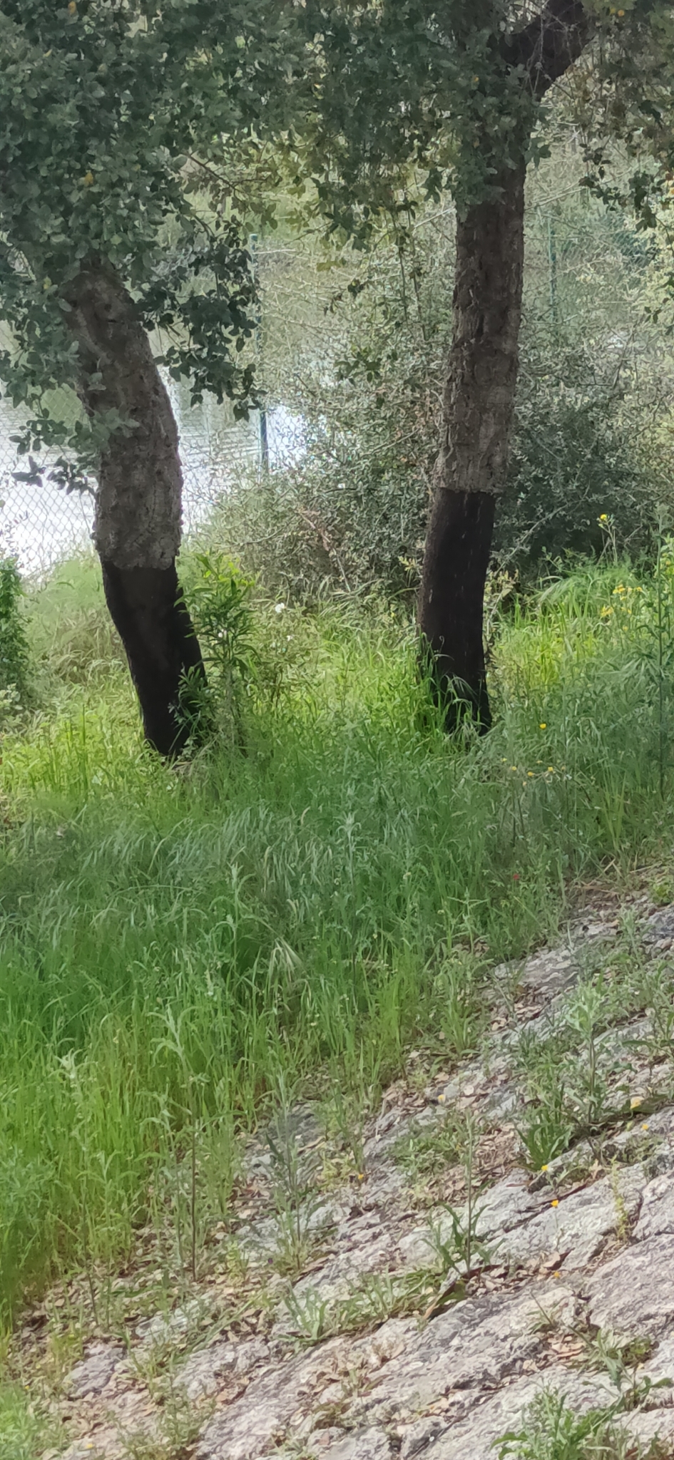 Quercus suber