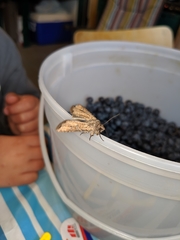 Euxoa ochrogaster