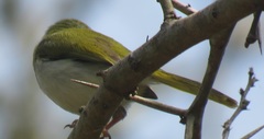 Apalis flavida neglecta