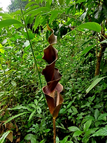 Anaphyllum wightii, 2025-04-22