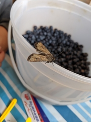 Euxoa ochrogaster
