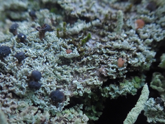 Cladonia caespiticia