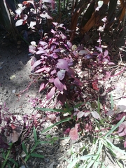 Iresine diffusa herbstii