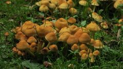 Marasmius oreades