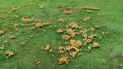 Marasmius oreades