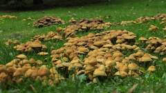 Marasmius oreades