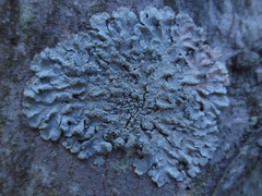 Hypotrachyna showmanii