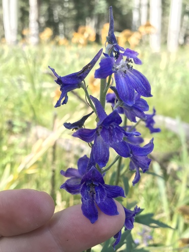 Delphinium geraniifolium, photograph 2