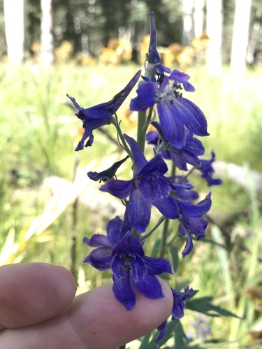 Clark Valley larkspur (Delphinium geraniifolium)