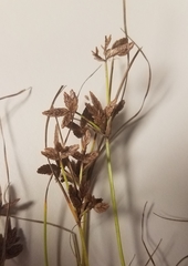 Cyperus bipartitus