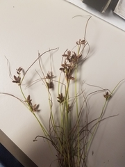 Cyperus bipartitus